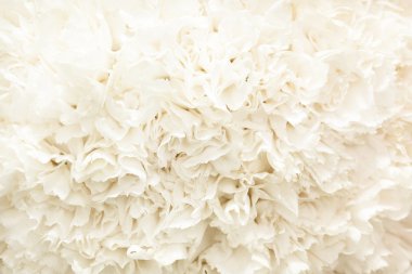 Arka plan beyaz yaprakları