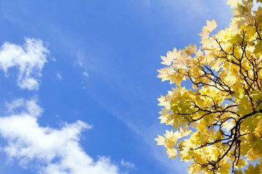 Mavi gökyüzü ve sarı yapraklar