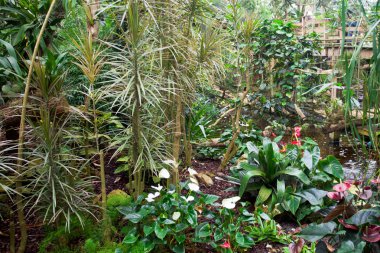 Egzotik Bahçe peyzaj