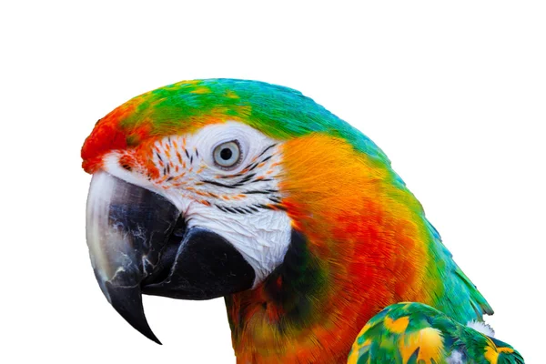 Harlequin Macaw head parrot isolated on white background — Stock Photo, Image