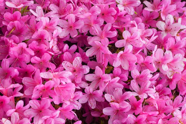 Rhododendron blommor i en trädgård — Stockfoto