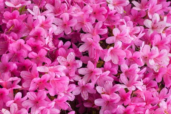 Fiori di Rododendro in un giardino — Foto Stock