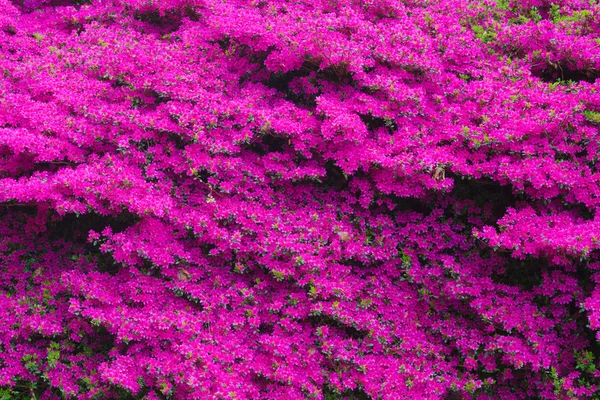 Flores de Rhododendron em um jardim — Fotografia de Stock
