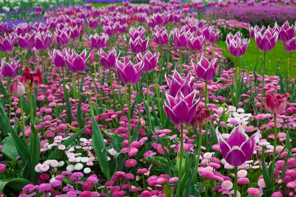 Tulipas florescentes no canteiro de flores — Fotografia de Stock