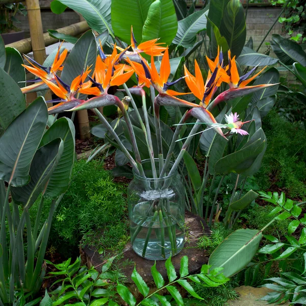 Oiseaux de paradis fleurs dans un vase — Photo