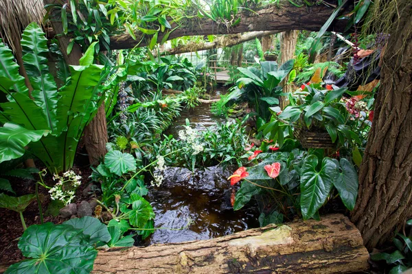 Egzotikus kert-táj — Stock Fotó