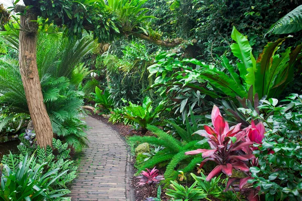 Exotic garden landscape — Stock Photo, Image