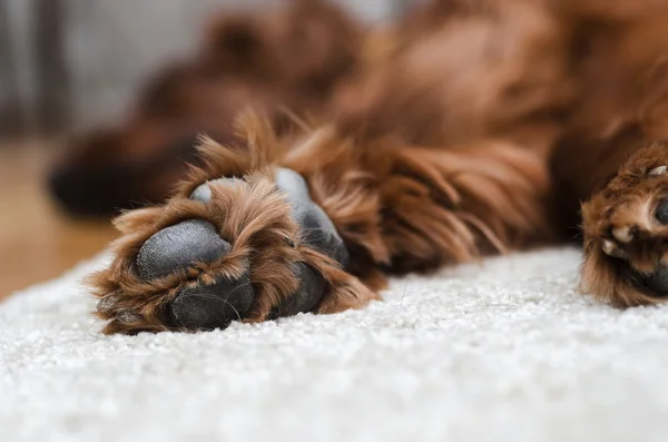Pattes de chien dormant — Photo