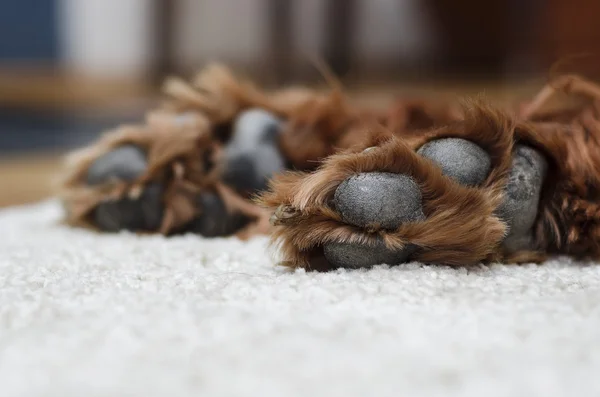 Patas cão dormindo — Fotografia de Stock