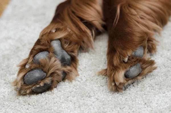 Patas cão dormindo — Fotografia de Stock