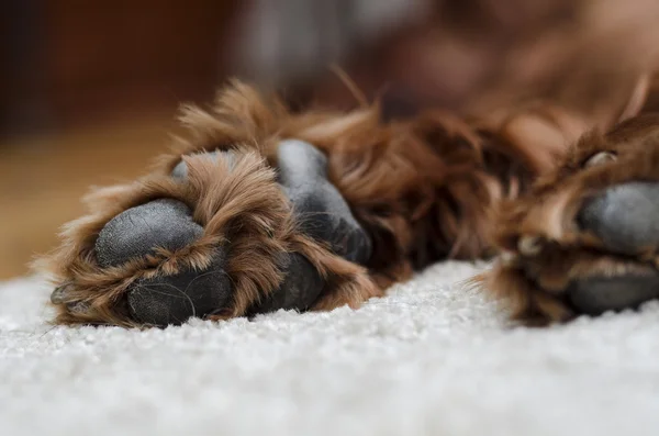 Patas cão dormindo — Fotografia de Stock