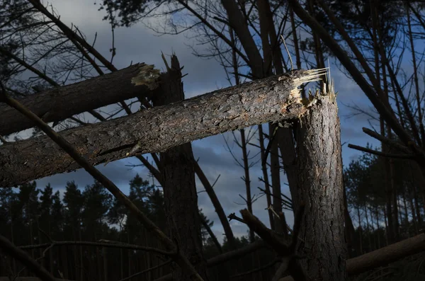 Tree broken by wind — Stock Photo, Image