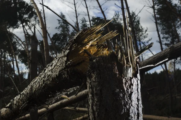 Tree broken by wind — Stock Photo, Image