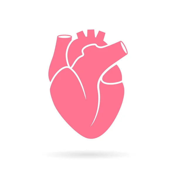 Heart Anatomy Vector Illustration — Stock Vector