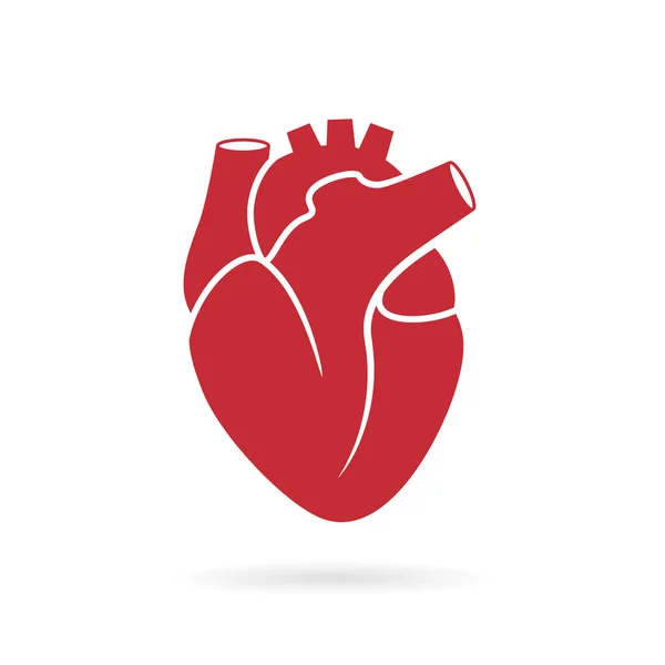 Realistická Kresba Vektoru Lidského Srdce — Stockový vektor
