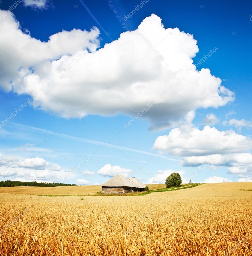 Summer rural landscape