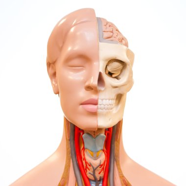 Yüz anatomisi