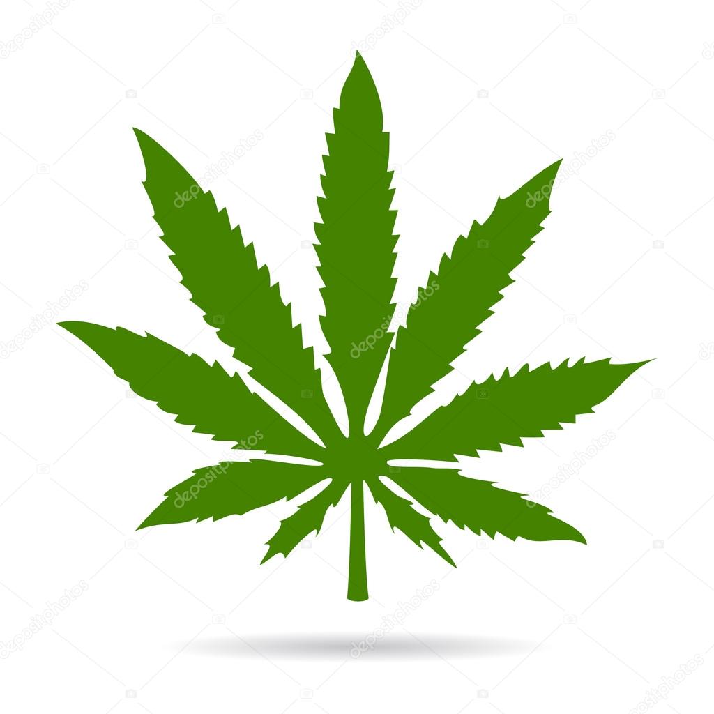 Marijuana leaf isolated on white background