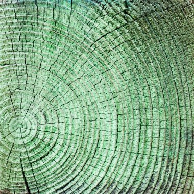 ahşap ağaç halkaları