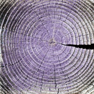 ahşap ağaç halkaları