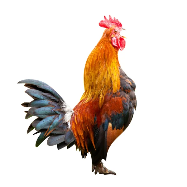 Fighting cock isolated on white — Stock Photo, Image