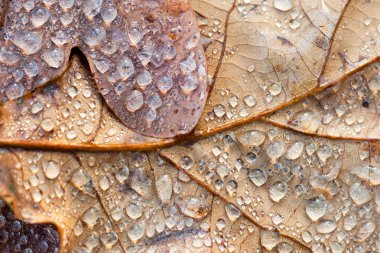 Makro sonbahar yaprak