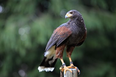 Güzel bayağı Şahin 