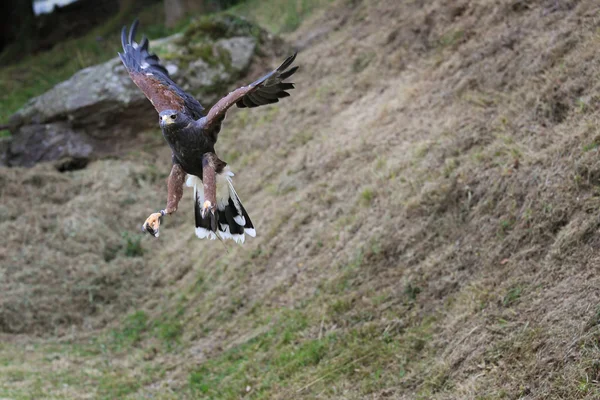 Buse commune avec ailes ouvertes — Photo