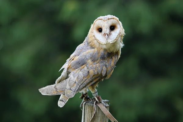 Beautiful elegant barn owl — Stock Photo, Image