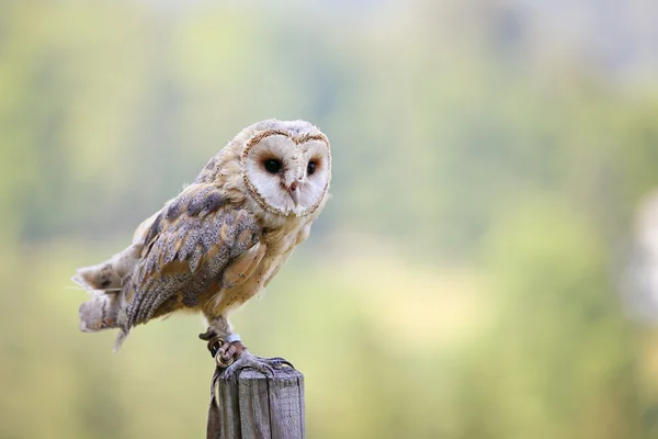 Portrait de hibou des clochers — Photo