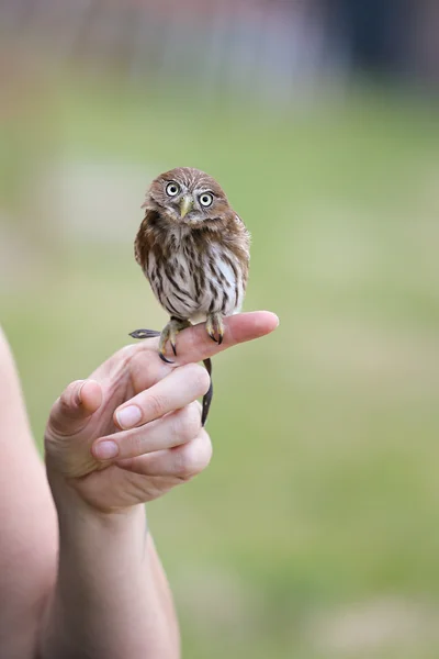 Piccolo gufo posa sul dito — Foto Stock