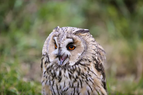 Portret Horned owl — Zdjęcie stockowe