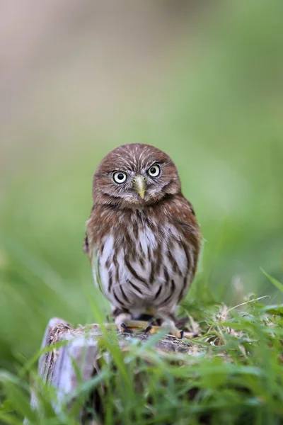 Little brazilian owl Stock Image