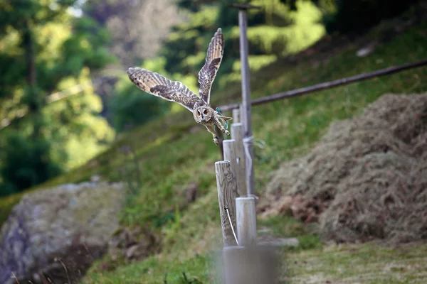 Uggla fångar i flykten Stockbild