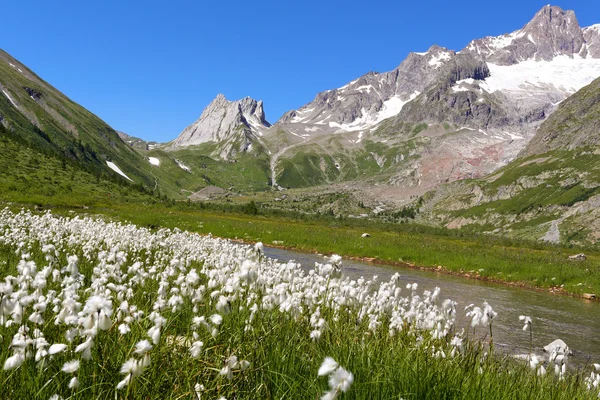 Mountain landscape and alpine flowers — Stock Photo, Image