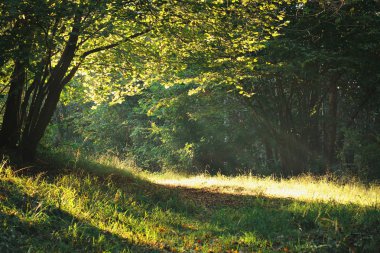 Güneş ışınları ahşap