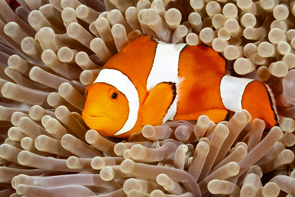 Clown Anemonefish swimming in a Sea Anemone