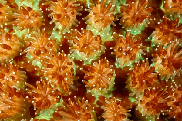 Closeup Hard Coral Polyps — Stock Photo, Image