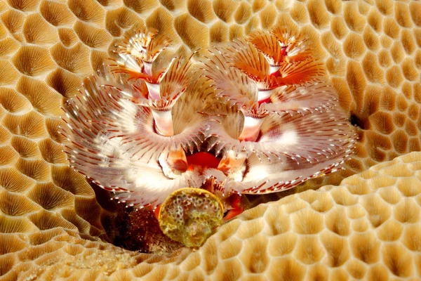 Christmas Tree Tube Worm in Coral — Stock Photo, Image