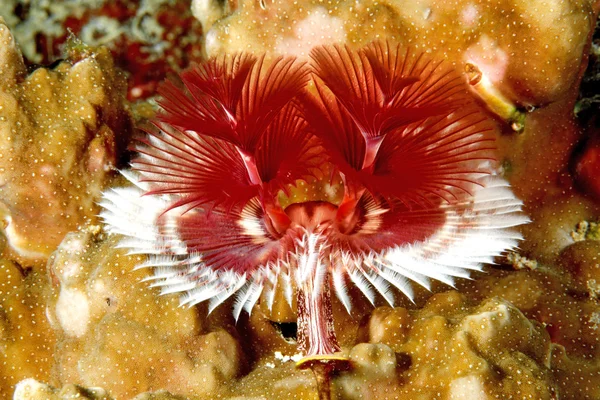 Worm de tubo de árvore de Natal em Coral — Fotografia de Stock