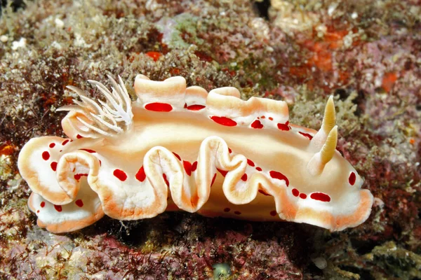 Mancha de sangre Nudirama, Ardeadoris cruenta —  Fotos de Stock