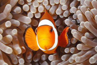 Palyaço tehlikede, Amphiprion percula