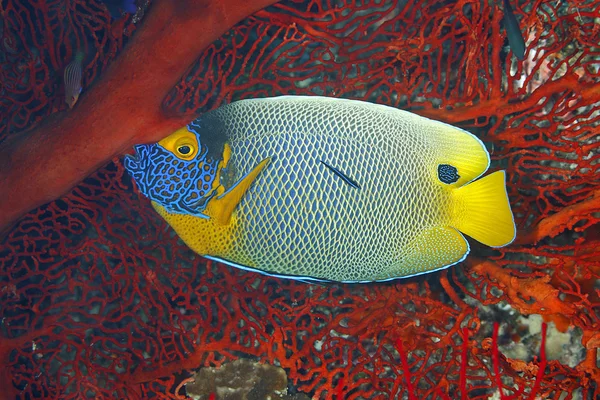 Cara azul Angelfish, Pomacanthus xanthometopon — Foto de Stock