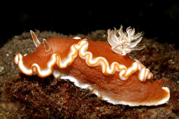 Nudibranch Glossodoris rufomarginata — Stock Photo, Image