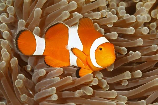 Clown Anemonefish, Amphiprion percula — Stock Photo, Image