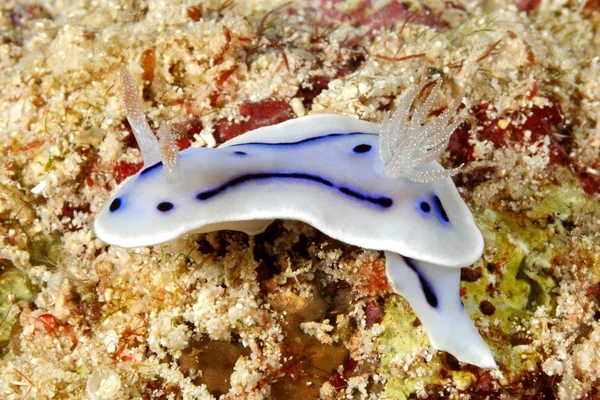 Ślimaki nagoskrzelne, Chromodoris willani — Zdjęcie stockowe