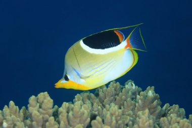 Eyerlenmiş Butterflyfish, Chaetodon ephippium