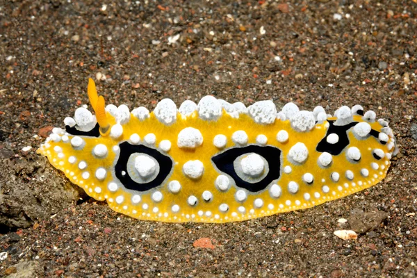 Nudibranch, Phyllidia ocellata — Stock Photo, Image