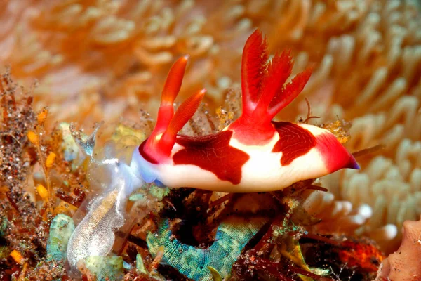 Red Gilled Nudibranch Sea Slug Probably Nembrotha Chamberlaini Eating Ascidian — Zdjęcie stockowe