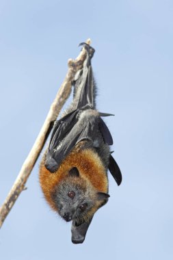 A Grey Headed Flying Fox, Pteropus poliocephalus, hanging from a branch with a blue sky background. Bellingen Island, NSW, Australia. These bats are endemic to eastern Australia and declining numbers have caused them to be listed as a vulnerable spec